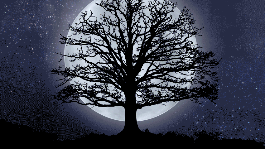 Jenna Eatough Author Website Moon Custom Tree Gif